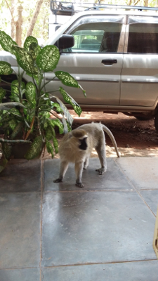 Urban human-wildlife interface